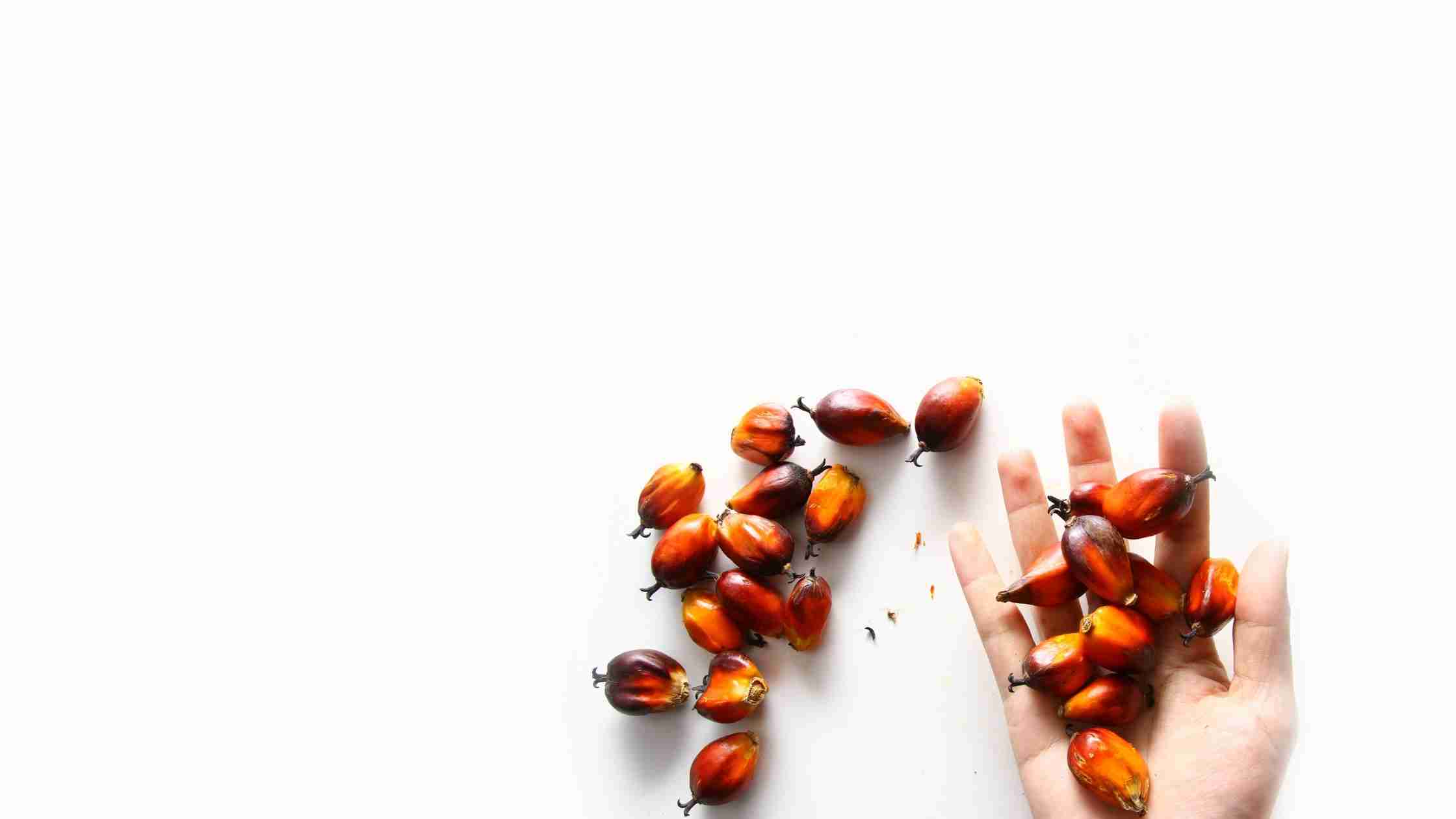 Palmovo olje – pomembna surovina ali okoljska katastrofa